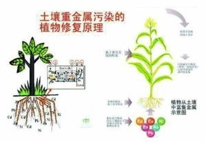土壤修復術 大地重獲新生的科學與藝術